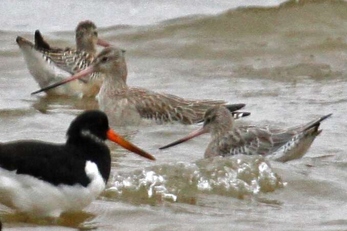 Image of Bar-tailed Godwit