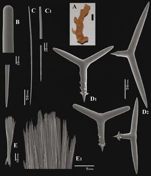 Image of Trikentrion africanum van Soest, Carballo & Hooper 2012