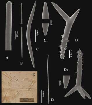 Image of Trikentrion flabelliforme Hentschel 1912