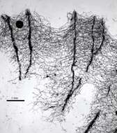 Image de Spongia subgen. Spongia Linnaeus 1759