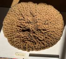 Image of leather sponge