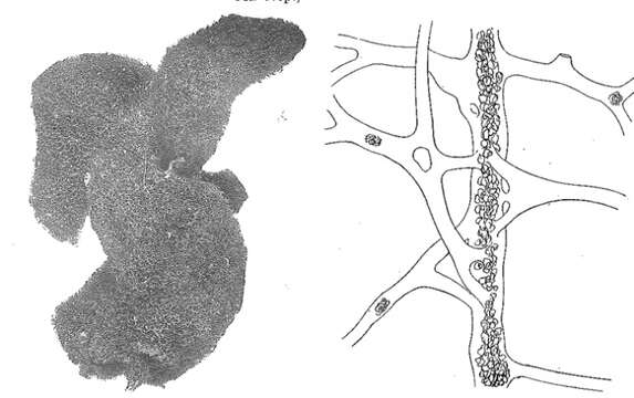 Image of Aplysinopsis lobosa Burton 1932