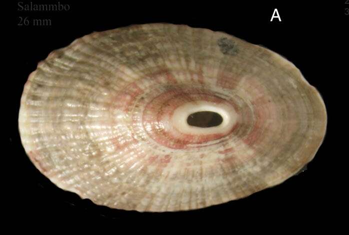 Image of Fissurella nubecula (Linnaeus 1758)