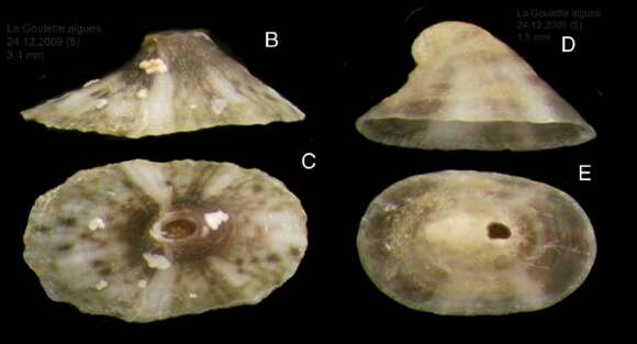 Image of Fissurella nubecula (Linnaeus 1758)