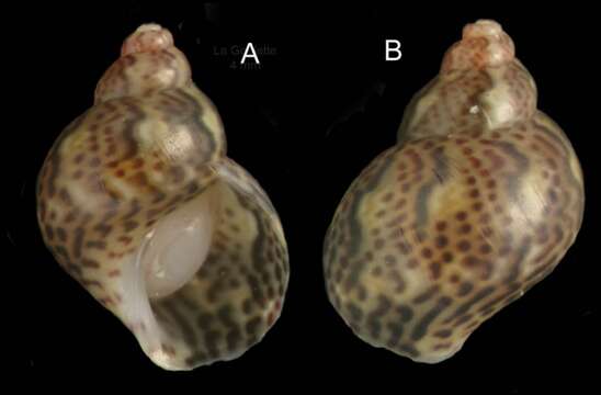 Image of Tricoliinae Woodring 1928