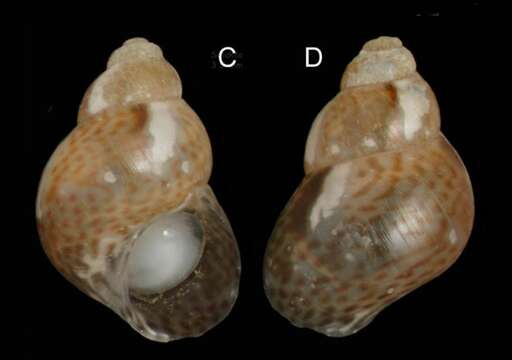 Image of Tricolia tenuis (Michaud 1829)