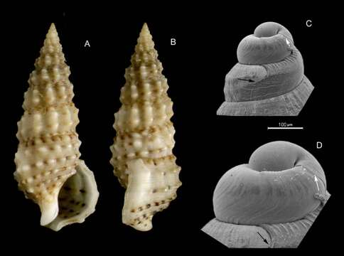 Image of Cerithium scabridum Philippi 1848