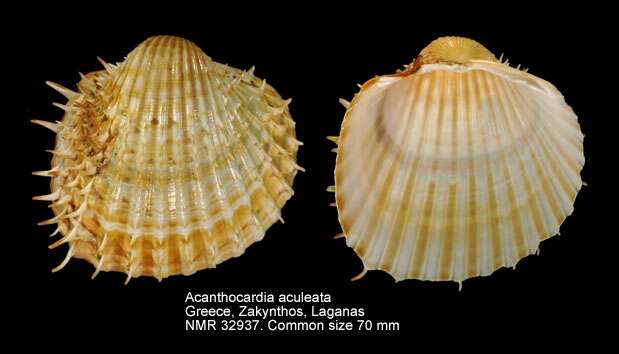 Imagem de Acanthocardia aculeata (Linnaeus 1758)