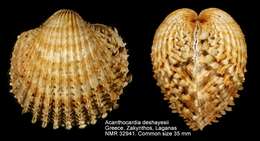 Imagem de Acanthocardia deshayesii (Payraudeau 1826)