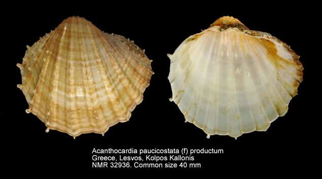 Image de Acanthocardia paucicostata (G. B. Sowerby II 1834)