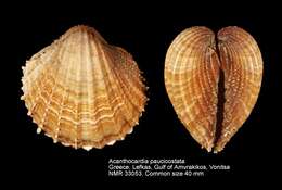 Image de Acanthocardia paucicostata (G. B. Sowerby II 1834)