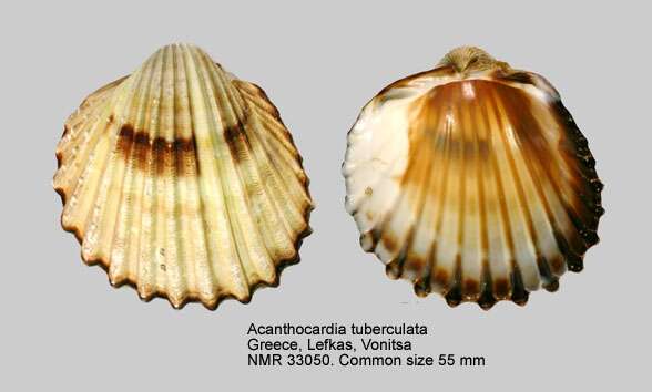 Image of Moroccan cockle