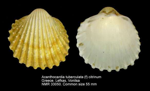 Image of Moroccan cockle