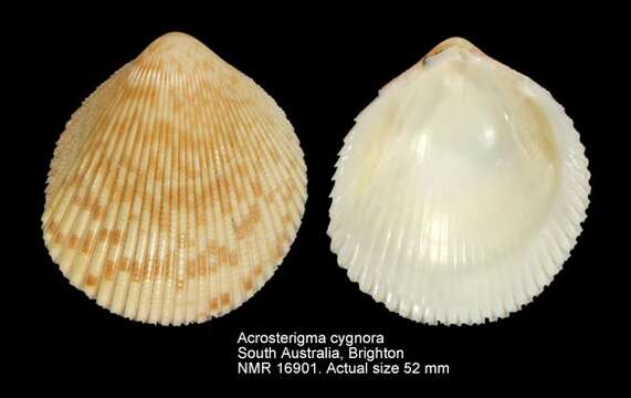 Image of Acrosterigma cygnorum (Deshayes 1855)