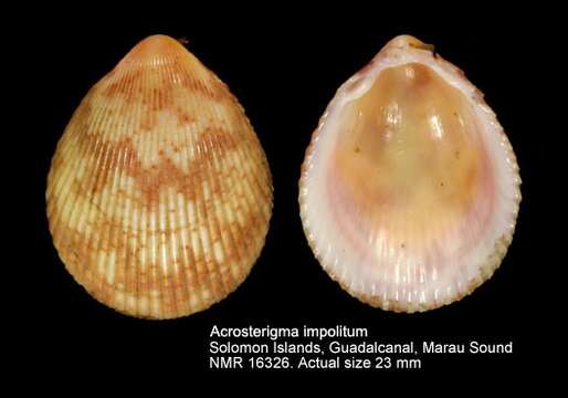 Image of Acrosterigma impolitum (G. B. Sowerby II 1834)