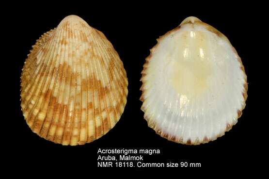 Image of Acrosterigma magnum (Linnaeus 1758)