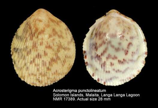Image of Acrosterigma punctolineatum Healy & Lamprell 1992