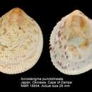 Image of Acrosterigma punctolineatum Healy & Lamprell 1992