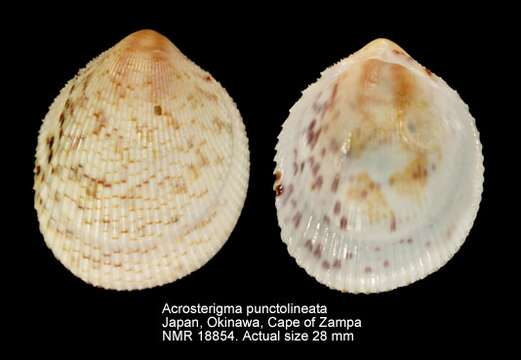 Image of Acrosterigma punctolineatum Healy & Lamprell 1992