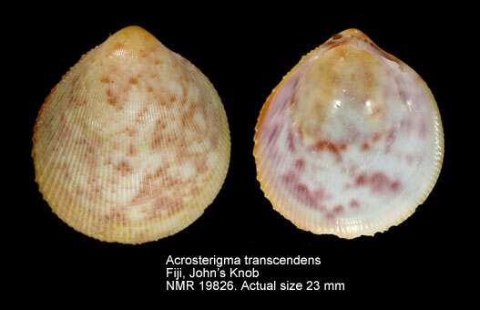 Image of Acrosterigma transcendens (Melvill & Standen 1899)