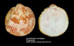 Image of Acrosterigma variegatum (G. B. Sowerby II 1840)