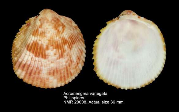 Image of Acrosterigma variegatum (G. B. Sowerby II 1840)