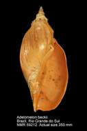 صورة Adelomelon beckii (Broderip 1836)