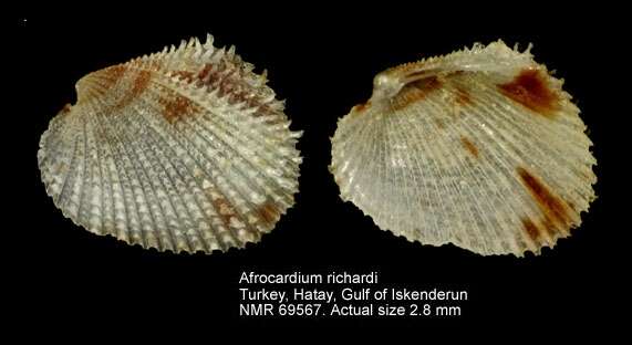 Image of Orthocardiinae J. A. Schneider 2002