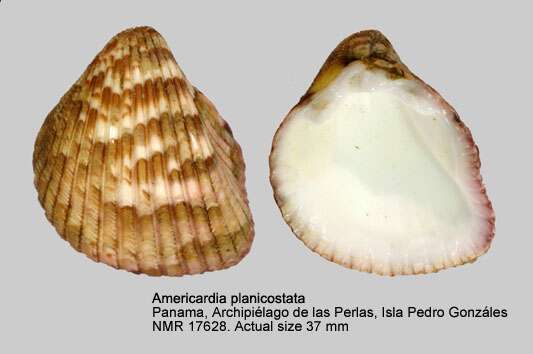 Image of Americardia planicostata (Broderip & G. B. Sowerby I 1833)