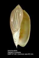 صورة Amoria ellioti (G. B. Sowerby II 1864)