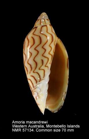 Sivun Amoria macandrewi (G. B. Sowerby Iii 1887) kuva