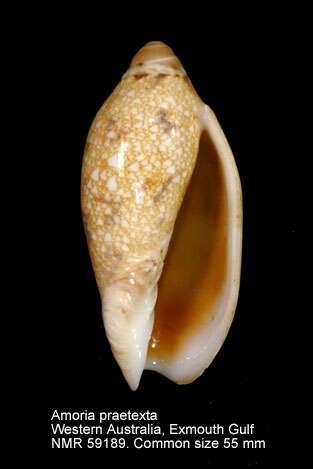 Sivun Amoria praetexta (Reeve 1849) kuva