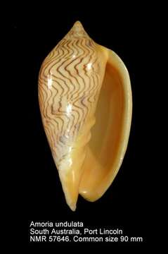 Sivun Amoria undulata (Lamarck 1804) kuva