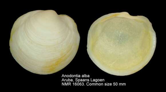 Image de Anodontia Link 1807