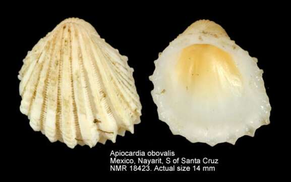 Image of Trigoniocardia granifera (Broderip & G. B. Sowerby I 1829)