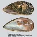 Image of Aulacomya maoriana (Iredale 1915)