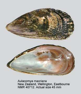 Image of Aulacomya maoriana (Iredale 1915)