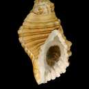 Image of Cabestana spengleri (Perry 1811)