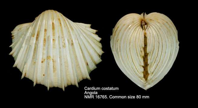 Image of Cardiinae Lamarck 1809
