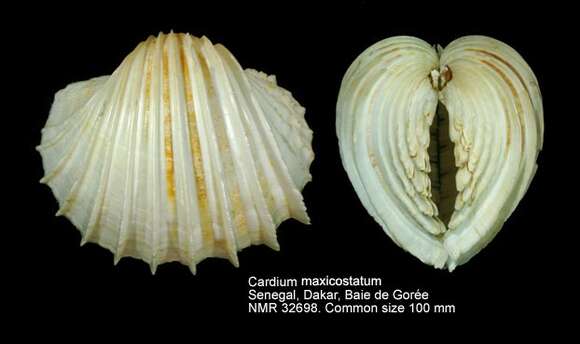 Image of Cardium maxicostatum ter Poorten 2007