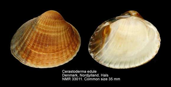 Image of Common cockle