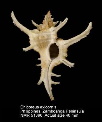 Imagem de Chicoreus axicornis (Lamarck 1822)