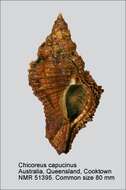 صورة Chicoreus capucinus (Lamarck 1822)