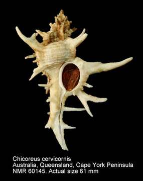 Image of Chicoreus cervicornis (Lamarck 1822)