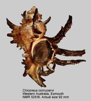 Sivun Chicoreus cornucervi (Röding 1798) kuva