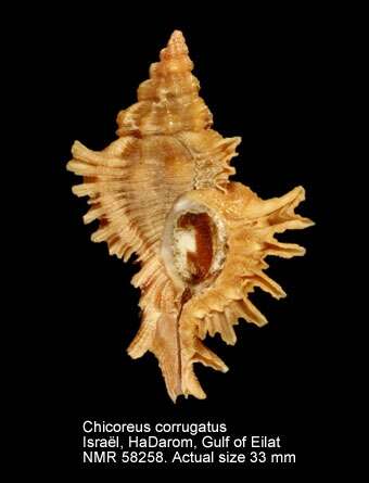 Imagem de Chicoreus corrugatus (G. B. Sowerby II 1841)