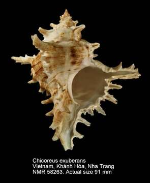 Sivun Chicoreus exuberans Cossignani 2004 kuva