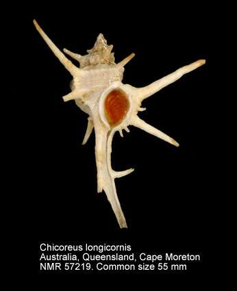 Image of Chicoreus longicornis (Dunker 1864)