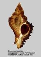 Image of Chicoreus monicae Bozzetti 2001