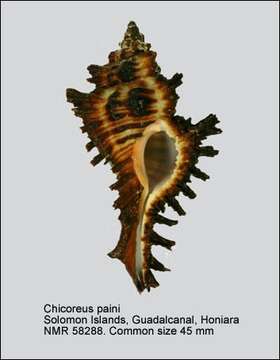 Image of Chicoreus paini Houart 1983